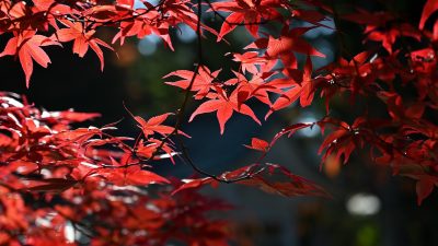 2026秋季追剧季专题封面，金秋色调，多部热播剧集海报拼贴，温暖氛围